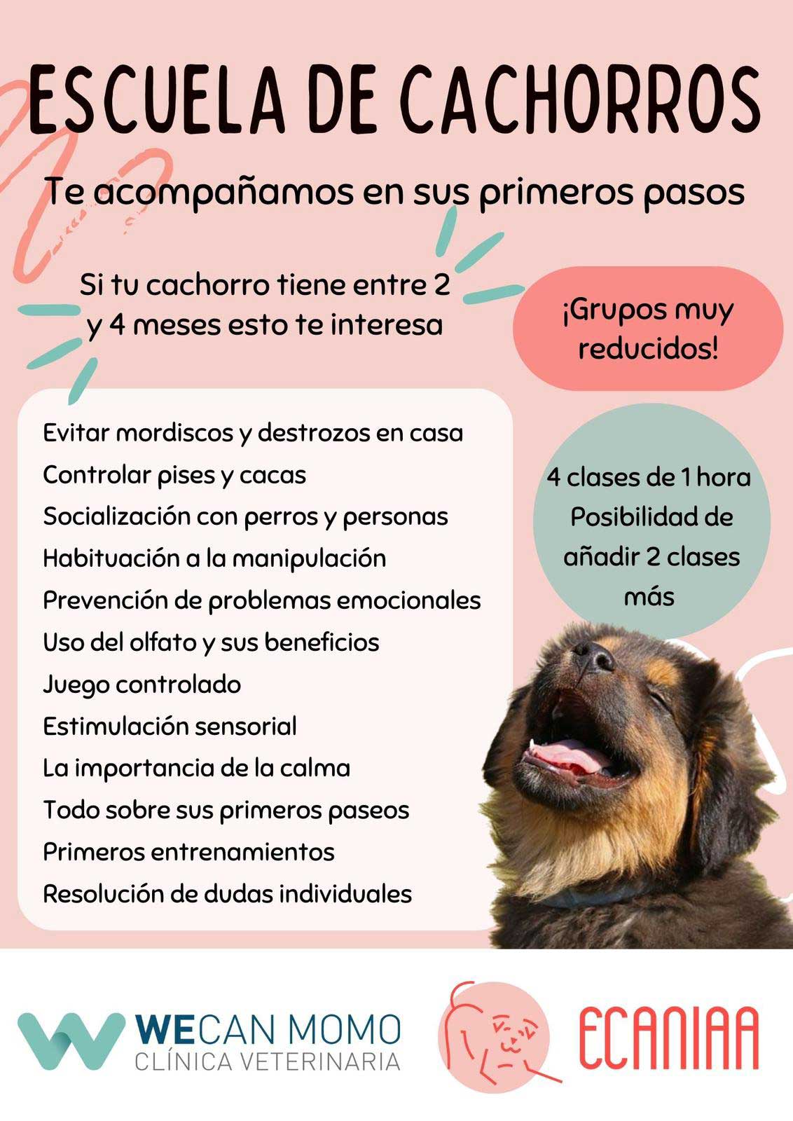 Clases de etología para cachorros en tu Clínica Veterinaria WECan MOMO en las Rosas Madrid