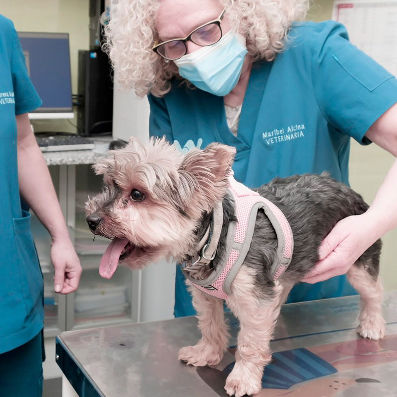 Medicina interna para perros, gatos o mascotas exóticas en clínica veterinaria WeCan MOMO en Las Rosas Madrid este