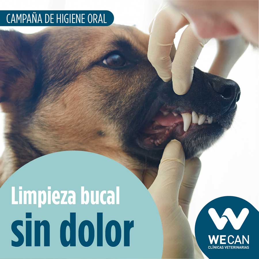 Descuento en tu clínica veterinaria en las Rosas, Madrid este, Campaña de esterilización para perros 