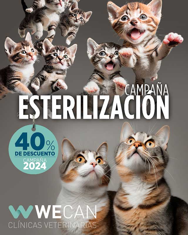 Descuentos en clinica veterinaria WeCan MOMO Campaña de esterilización felina 2024